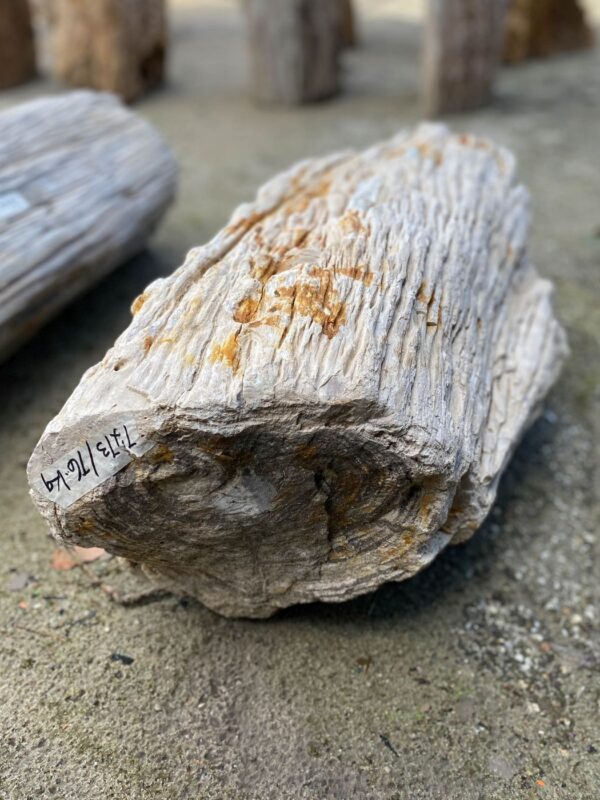 Memorial stone petrified wood 52116