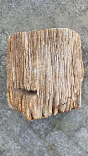 Memorial stone petrified wood 52117