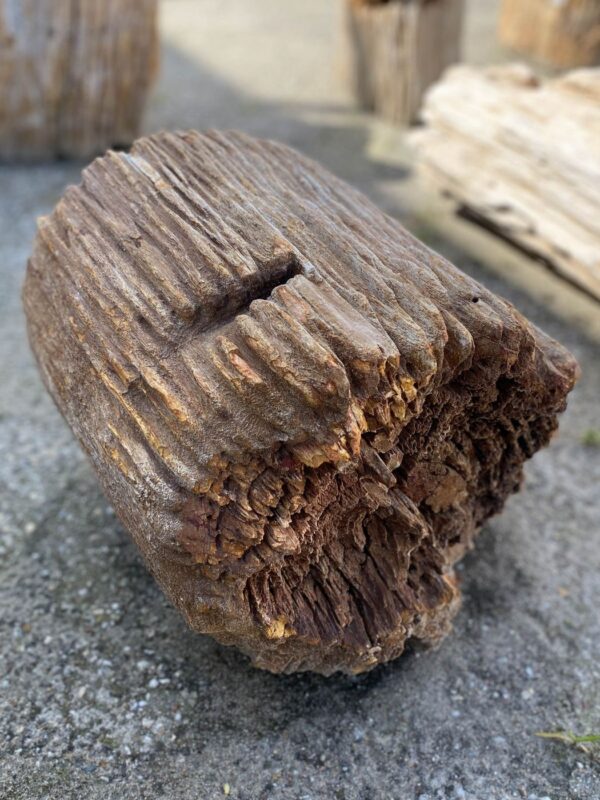 Memorial stone petrified wood 52117