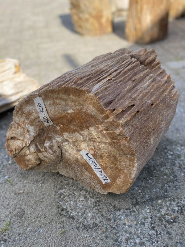 Memorial stone petrified wood 52117