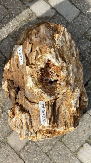 Memorial stone petrified wood 52121