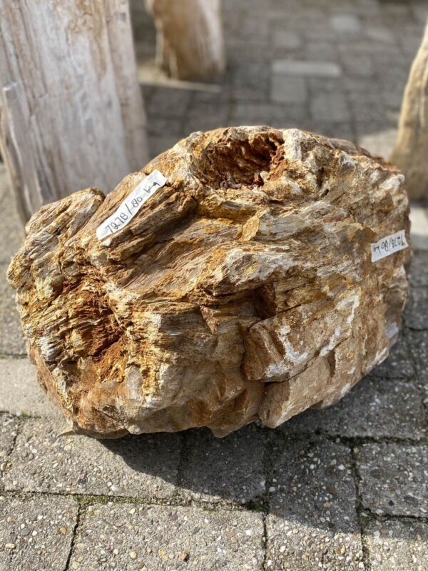 Memorial stone petrified wood 52121