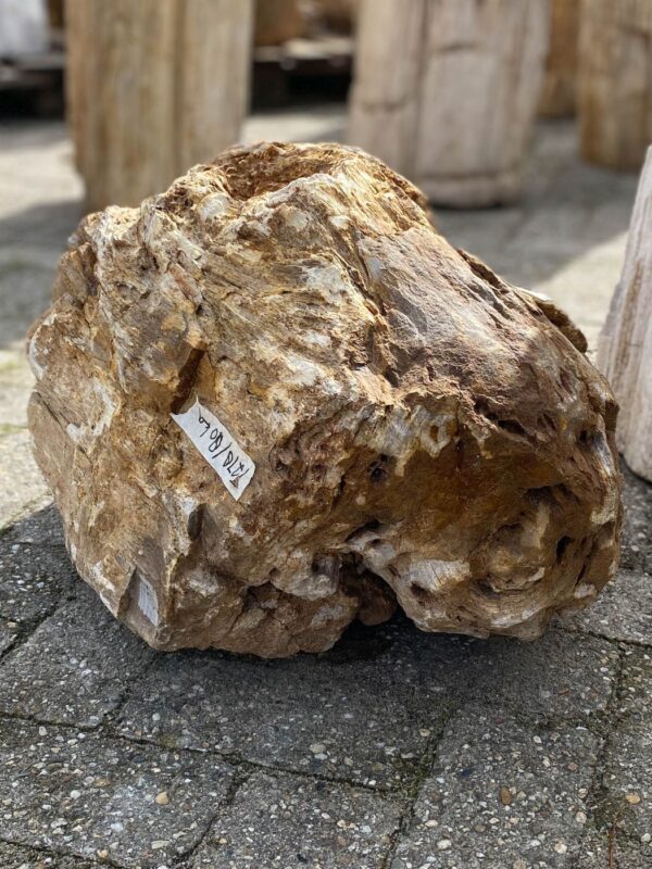 Memorial stone petrified wood 52121