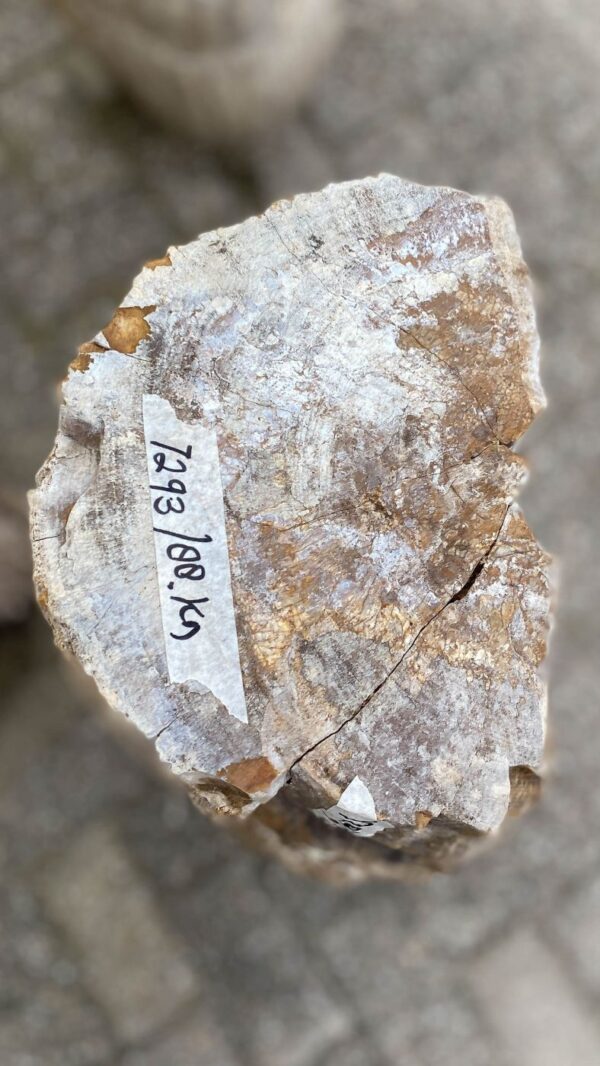 Memorial stone petrified wood 52135