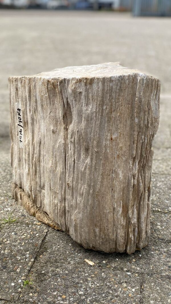 Memorial stone petrified wood 52140