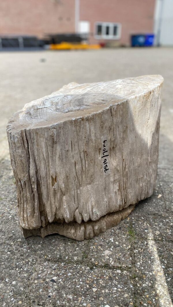 Memorial stone petrified wood 52140