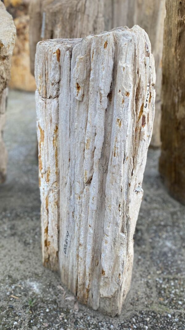 Memorial stone petrified wood 52155