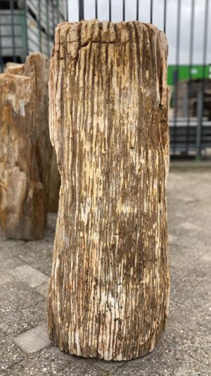 Memorial stone petrified wood 52156