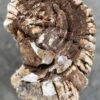 Memorial stone petrified wood 52156
