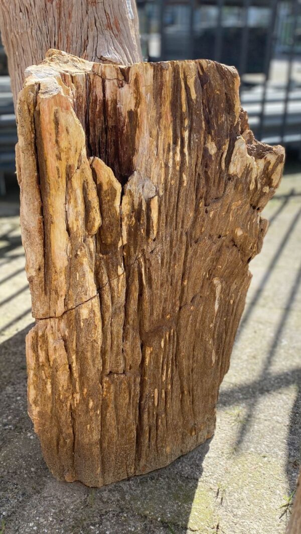 Memorial stone petrified wood 52157