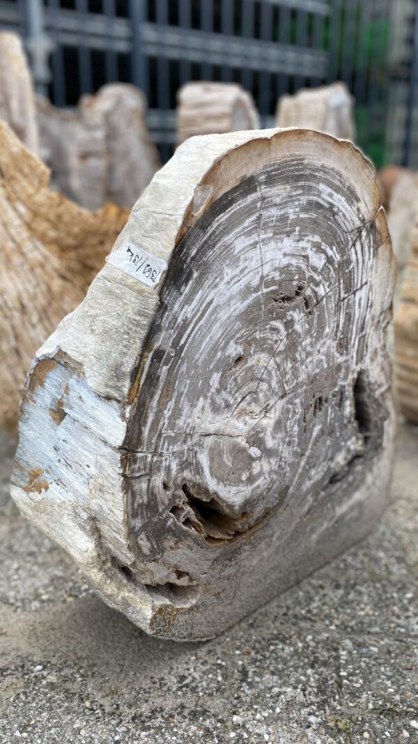 Memorial stone petrified wood 52158