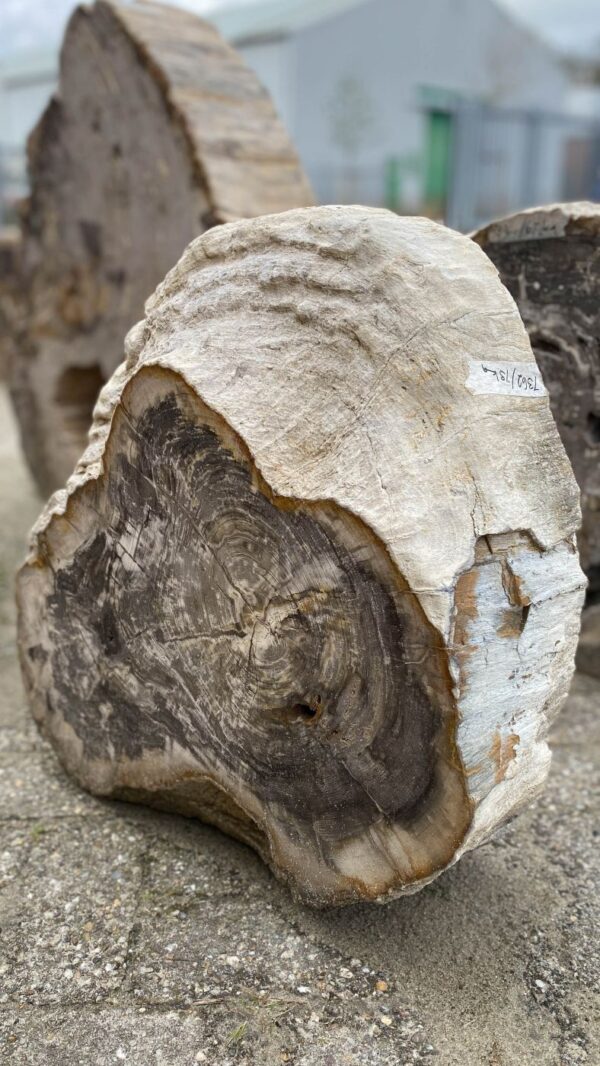 Memorial stone petrified wood 52158