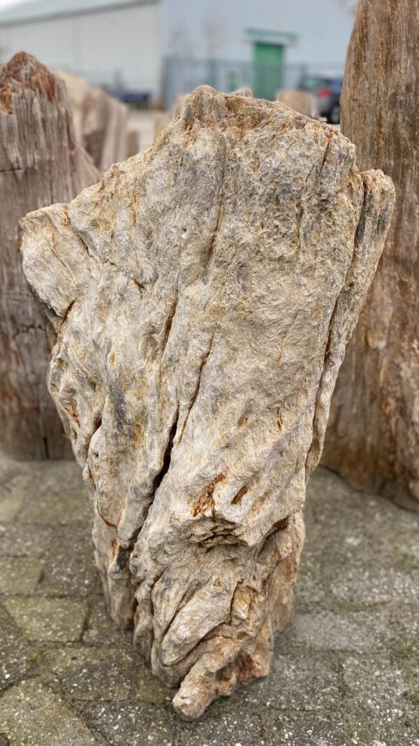 Memorial stone petrified wood 52159