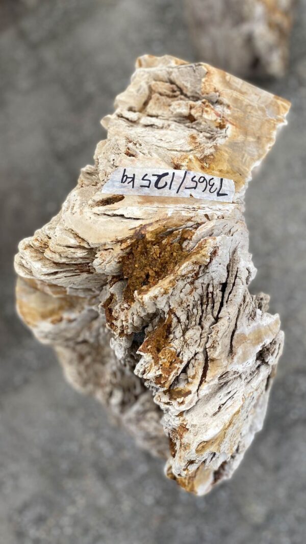 Memorial stone petrified wood 52160