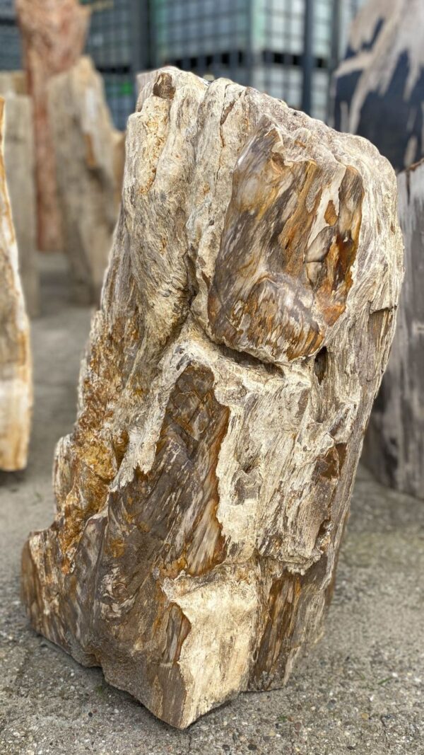 Memorial stone petrified wood 52161