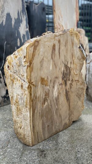 Memorial stone petrified wood 52162