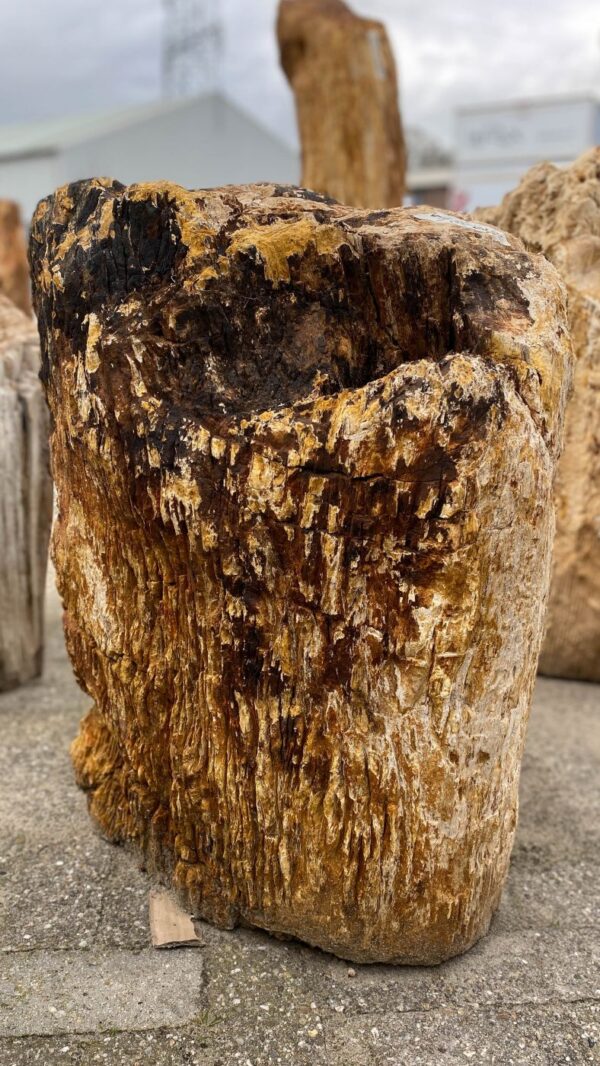 Memorial stone petrified wood 52162