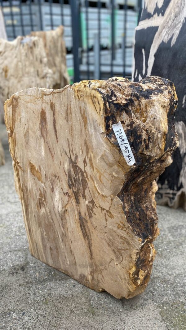 Memorial stone petrified wood 52162