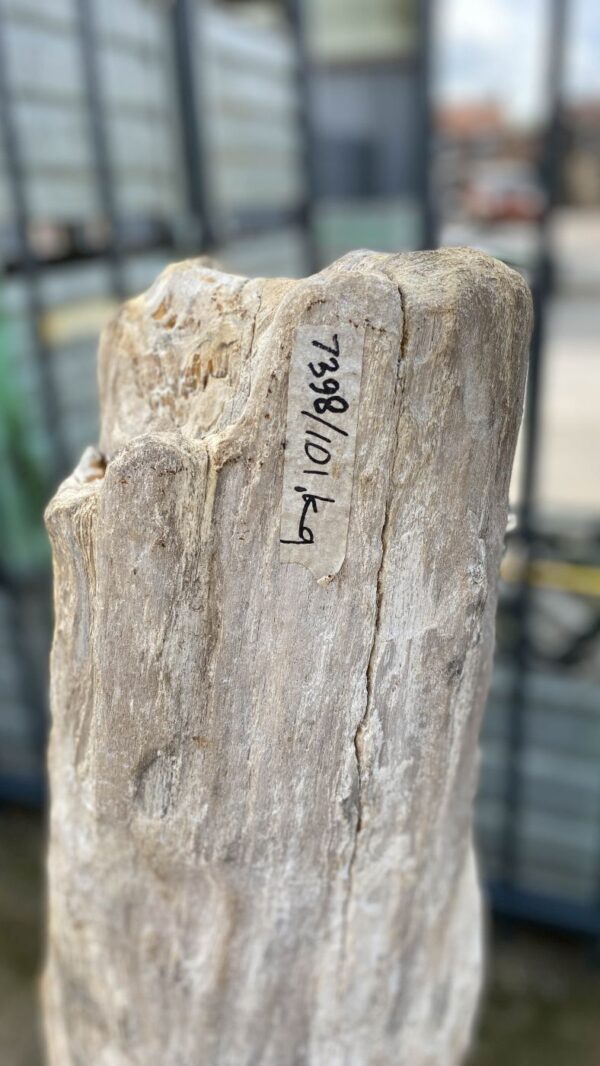 Memorial stone petrified wood 52164