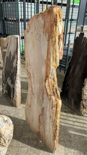 Memorial stone petrified wood 52167