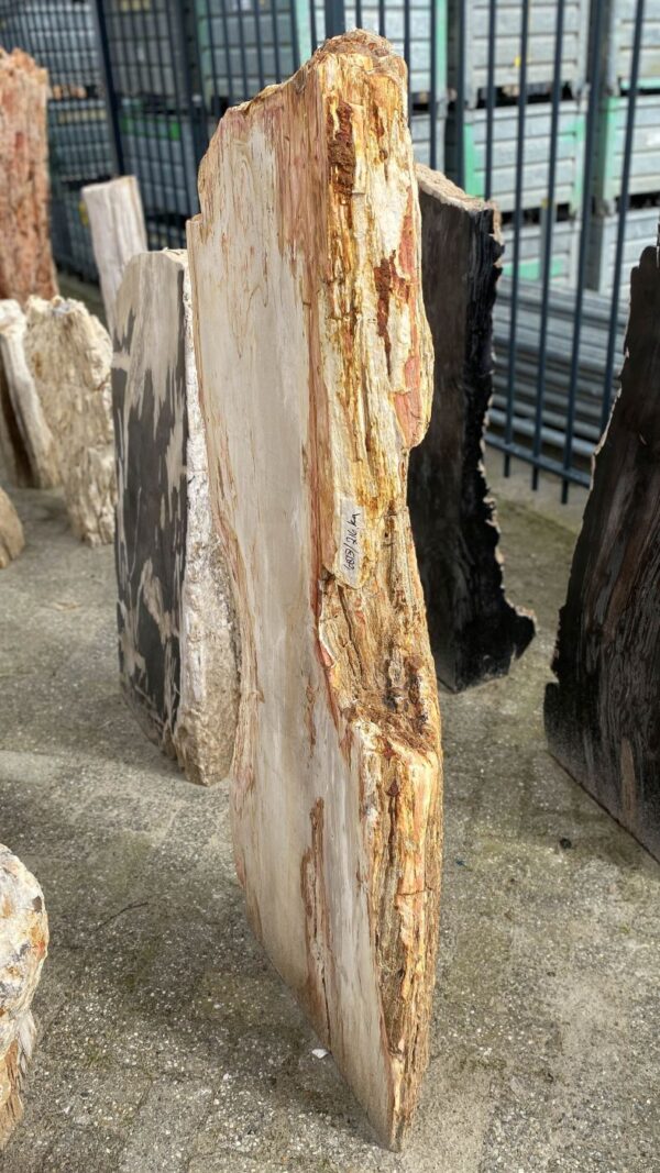 Memorial stone petrified wood 52167