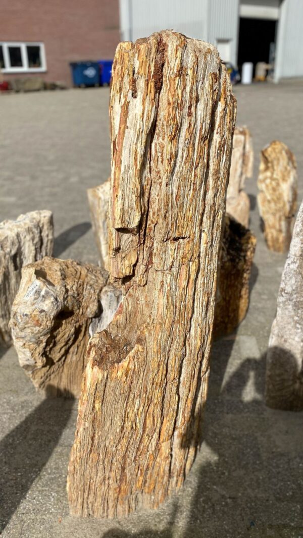 Memorial stone petrified wood 52167