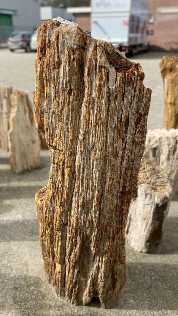 Memorial stone petrified wood 52167