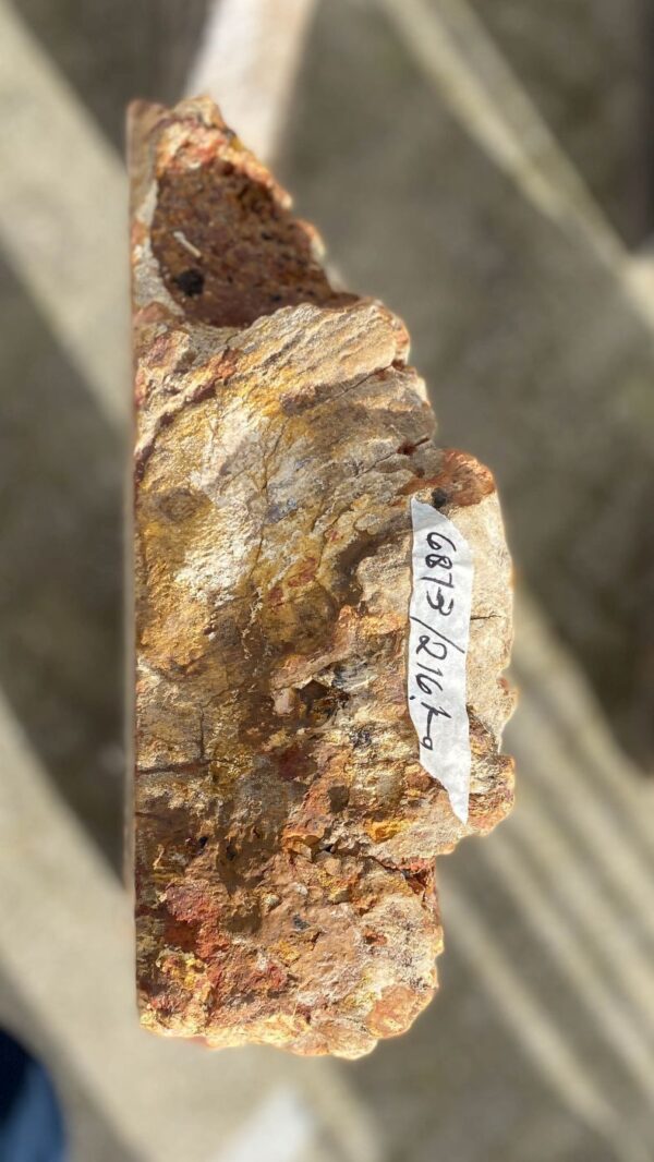 Memorial stone petrified wood 52167