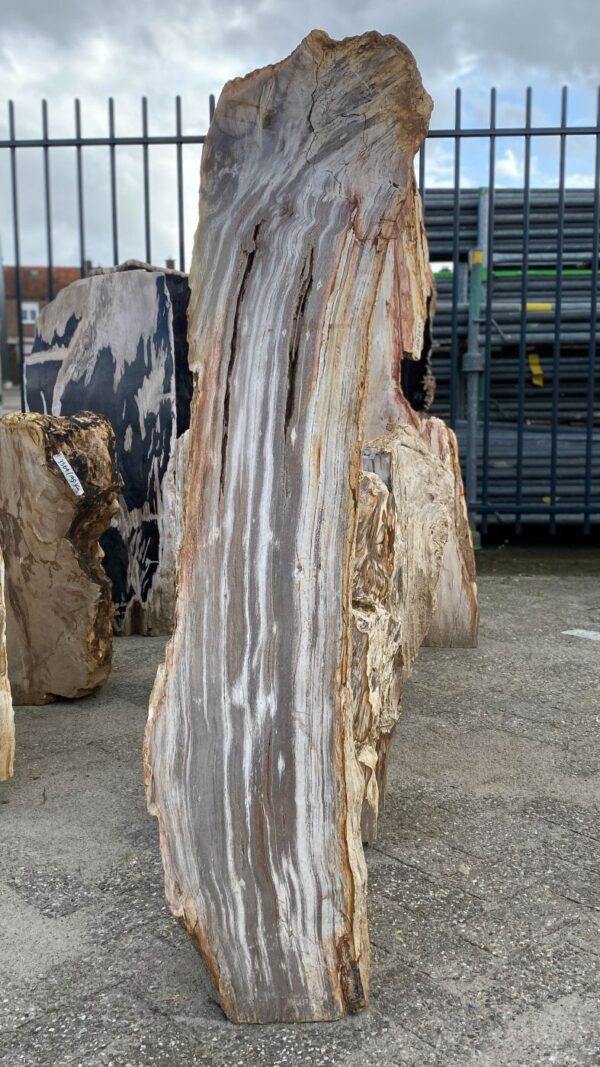 Memorial stone petrified wood 52170