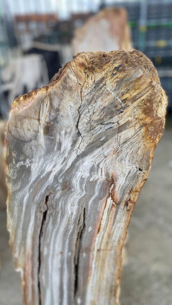 Memorial stone petrified wood 52170