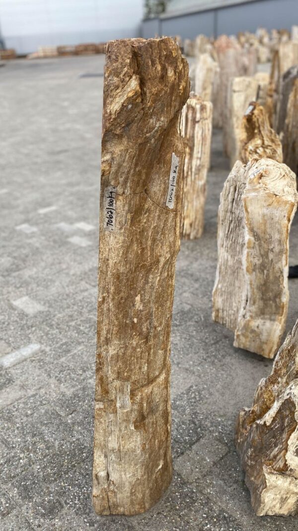 Memorial stone petrified wood 52170