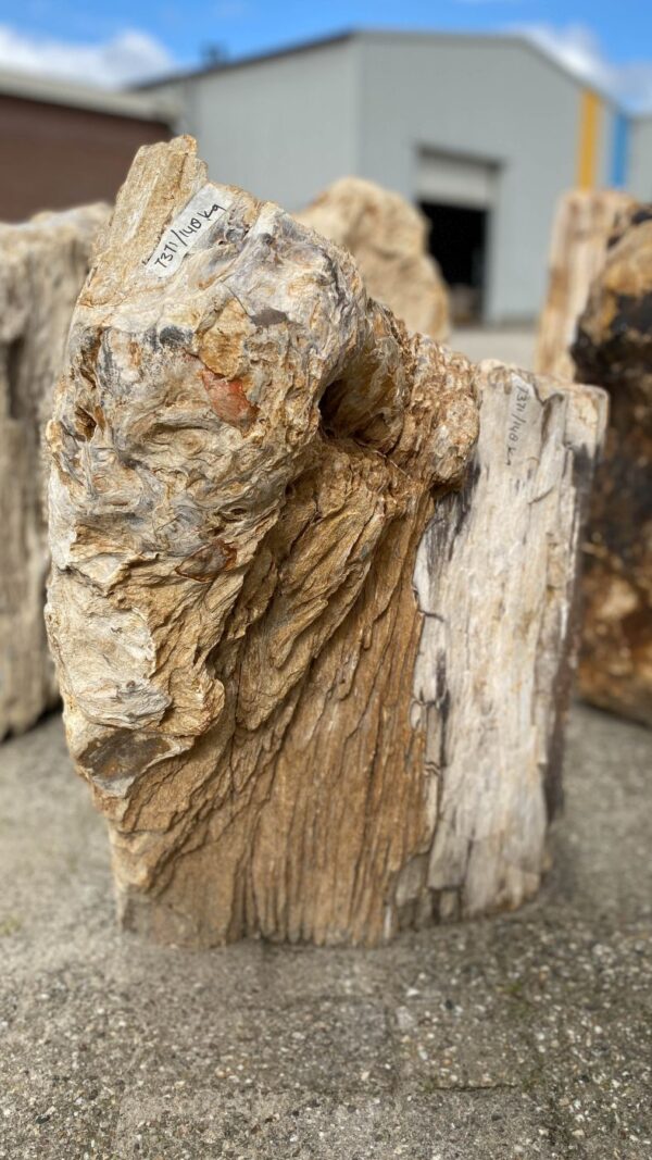 Memorial stone petrified wood 52171