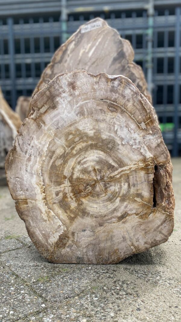 Memorial stone petrified wood 52172