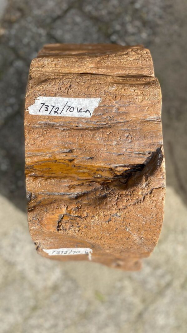 Memorial stone petrified wood 52172