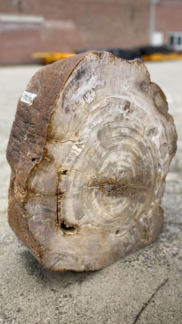 Memorial stone petrified wood 52172