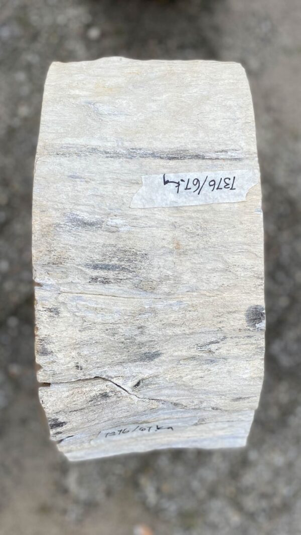 Memorial stone petrified wood 52176