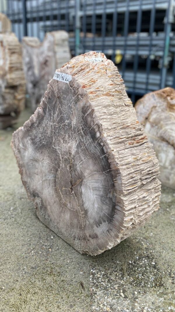 Memorial stone petrified wood 52177