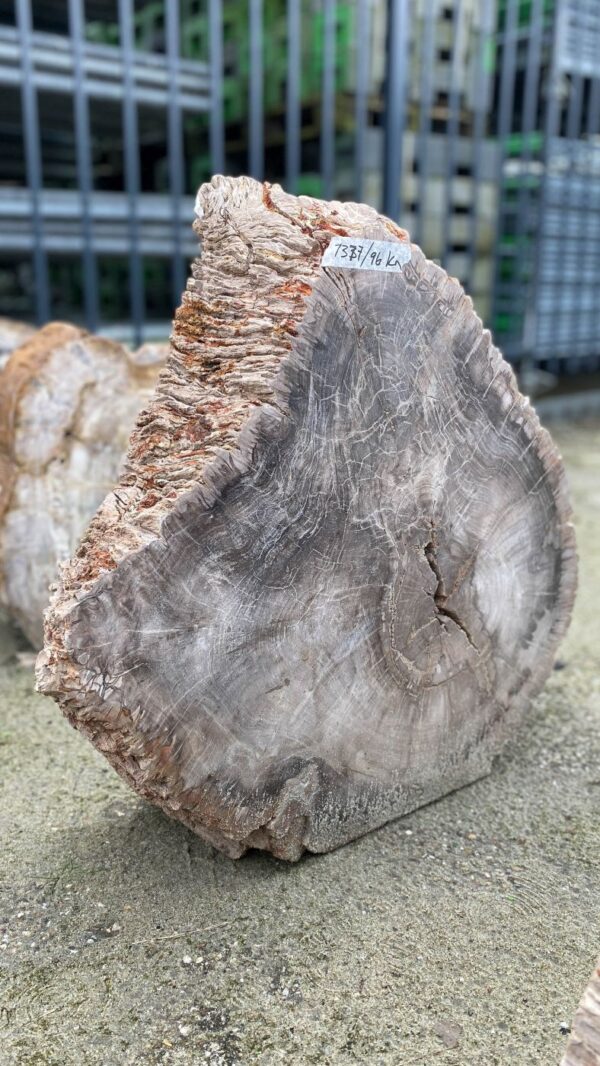 Memorial stone petrified wood 52177