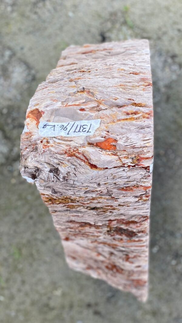 Memorial stone petrified wood 52177