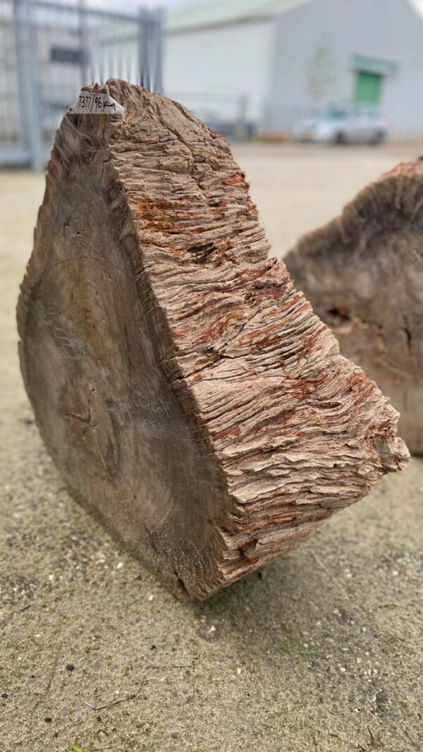 Memorial stone petrified wood 52177