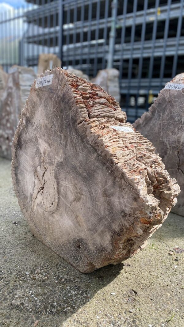 Memorial stone petrified wood 52178