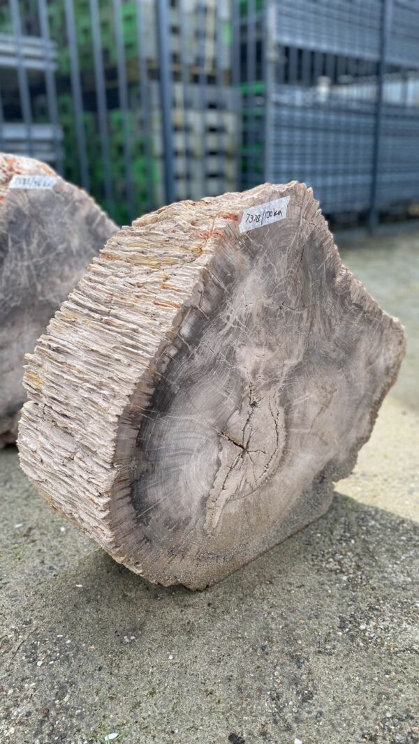 Memorial stone petrified wood 52178