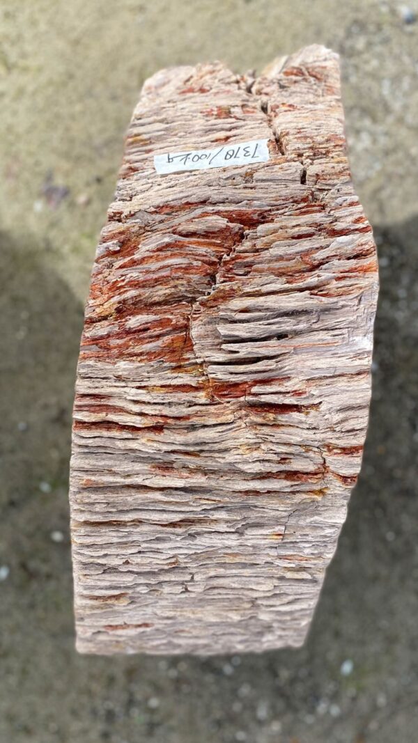 Memorial stone petrified wood 52178