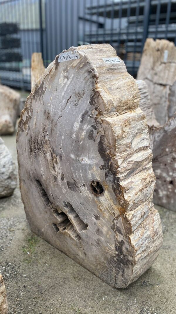 Memorial stone petrified wood 52179