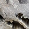 Memorial stone petrified wood 52179