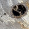 Memorial stone petrified wood 52179