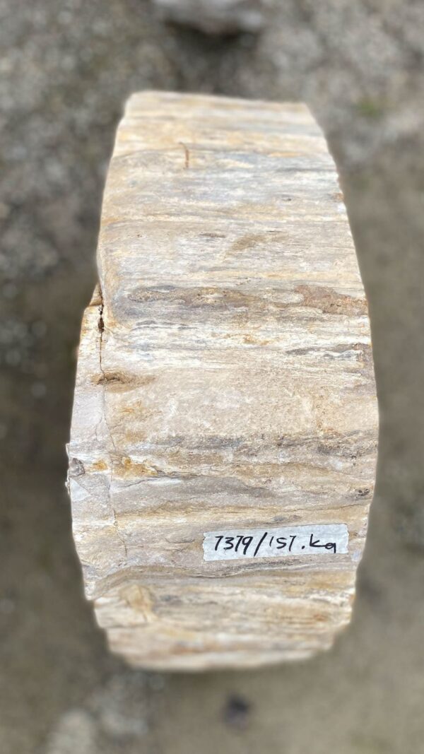 Memorial stone petrified wood 52179