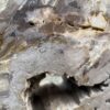 Memorial stone petrified wood 52179