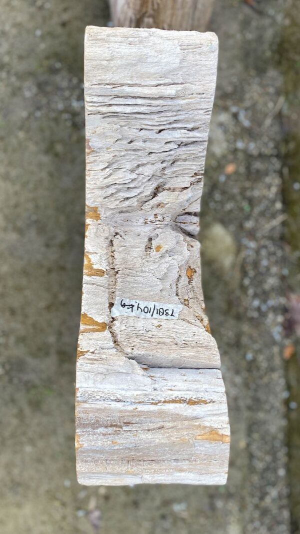 Memorial stone petrified wood 52181