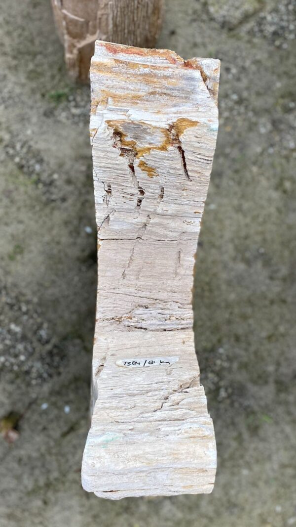 Memorial stone petrified wood 52184